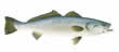 Speckled Trout - Art Print